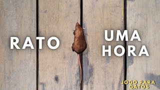 Jogos para Gatos【1 hora de RATO CORRENDO】🙀 [upl. by Griseldis]