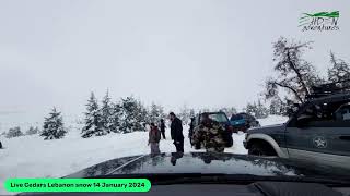 Cedars Lebanon Snow January 2024 [upl. by Piers]