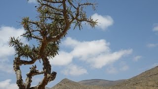 Frankincense in the field  Oman [upl. by Cherice]