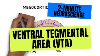 2Minute Neuroscience Ventral Tegmental Area VTA [upl. by Aro280]