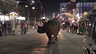 Rhino Takes Stroll Through Nepal Town [upl. by Cleopatre]