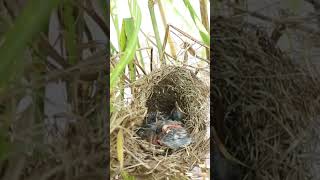 Babies waiting eat grasshopper and the ants EP231 birds birdslover finch finchfinch petbird n [upl. by Nahtanaoj]