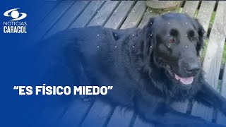 “Es una sensación horrible” perrita murió de un infarto durante la noche de velitas [upl. by Terces265]