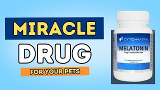 Uncover 7 New Benefits of Melatonin for Pets [upl. by Yrailih483]