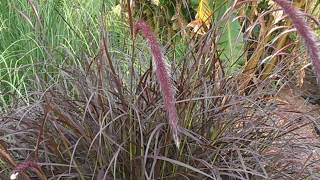 Rabo de gato Pennisetum setaceum wwwriomoroscom [upl. by Alial656]