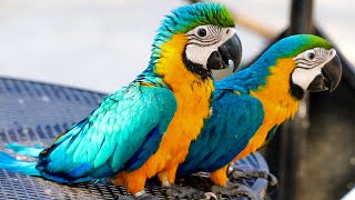 Baby Blue And Yellow Macaw Sounds [upl. by Anyd]