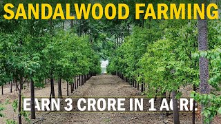 Earn 3 CRORES in 1 ACRE LAND Sandalwood Farming  Chandan Cultivation Guide [upl. by Aisirtap431]