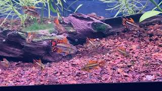 Apistogramma Cacatuoides “Triple Red Cockatooquot [upl. by Suiramaj]