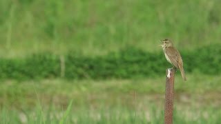 オオヨシキリ quotAcrocephalus arundinaceusquotの鳴き声。2015426 [upl. by Aniger19]