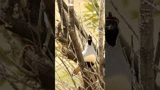 Gambels Quail Mating Call 🐔💗 [upl. by Ahsirtak]