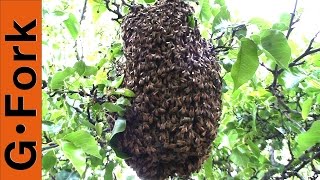 Bee Swarm Capture  Beekeeping 101  GardenFork [upl. by Ariam781]