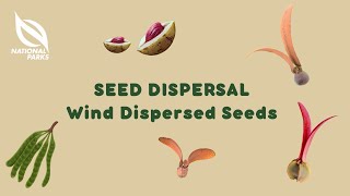 Seed Dispersal Wind Dispersed Seeds [upl. by Ailin612]