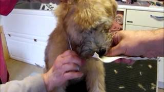 Trimming a Wheaten Terrier Puppy Part 2 [upl. by Garrick]