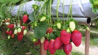 Growing Strawberry  Agriculture Technology  Strawberry Processing [upl. by Ahras]