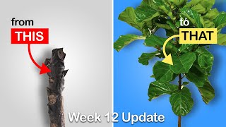 Easy way to get more branches on your Fiddle Leaf Fig or Rubber Tree Week 12 Update [upl. by Fasano]