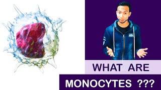 What are Monocytes   Clear Explain [upl. by Lamrert]