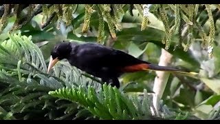 CANTO DE LA OROPÉNOLA CRESTADACRESTED OROPENDOLA Psarocolius decumanus [upl. by Hendrika883]