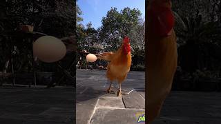 When the hen plays with her eggs মুরগীডিম। [upl. by Alamat]