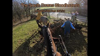 The South Downs Bloodhounds at Rotherfield Park 28 1 24 [upl. by Asle70]