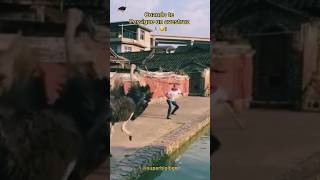 Avestruz Corriendo 🏃‍♂️🦅 Final inesperado 🤣🫣 [upl. by Notnroht]