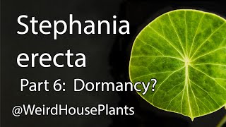 Stephania erecta Plant Care 6 Next Steps [upl. by Acile]