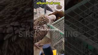 शक्तिशाली पक्षी जटायु giddhsirsa pakshi dosti himalyanvulture himalayan [upl. by Llenoil]