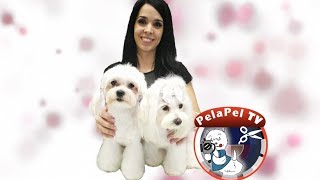 PELUQUERÍA DEL PERRO DE AGUA ESPAÑOL  PDAE [upl. by Denie]