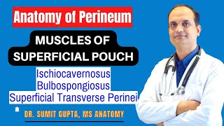 MUSCLES OF SUPERFICIAL PERINEAL POUCH [upl. by Bartlett499]