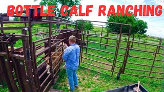 Weaned Bottle Calves get their 2nd Round of Vaccinations [upl. by Estas]