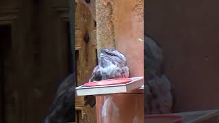 Tawny Frogmouth Bird shorts travel tawny frogmouth bird [upl. by Terese214]