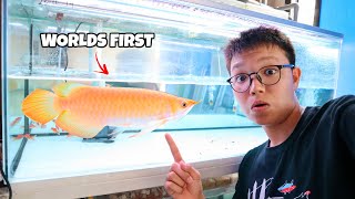 The Million Dollar Fish One amp Only BANANA XANTHIC AROWANA in the WORLD [upl. by Anivlis]