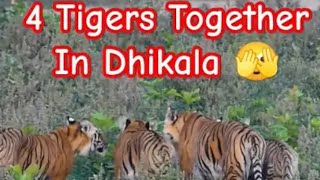 quotViral Vistas Four Tigers Unleash Majesty in Corbetts Dhikala Zone 🐅🌿 WildlifeWondersquot viral [upl. by Mahoney276]