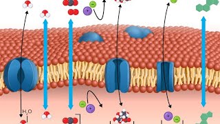 Transport Across The plasma Membrane AampP Lecture 3 [upl. by Godber243]