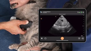 Feline Subxiphoid Ultrasound [upl. by Nitniuq]