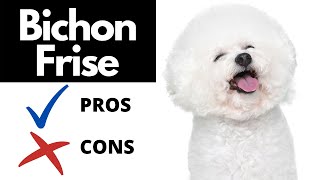 Bichon Frise Pros And Cons SHOCKING [upl. by Audley]