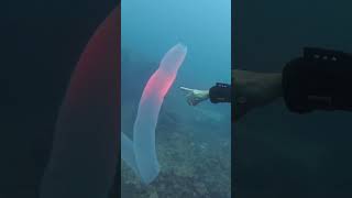 Pyrosome in Tenerife Rare sighting of Huge Pyrosoma Atlanticum whilst diving in the Canary Islands [upl. by Refeinnej212]