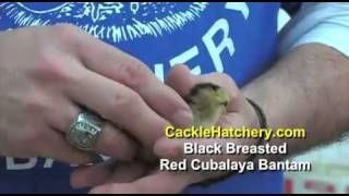 Black Breasted Red Cubalaya Bantam Chicken Breed [upl. by Lasky161]