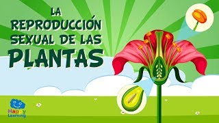 LA REPRODUCCIÓN SEXUAL DE LAS PLANTAS Las partes de una flor  Vídeos Educativos para Niños [upl. by Sandye]