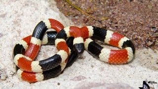 Arizona Coral Snake [upl. by Nauht]