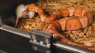 Live Feeding Feeding All My Venomous Copperheads [upl. by Namyl817]