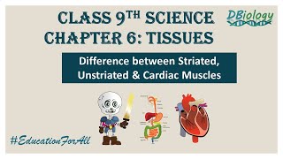 Difference between Striated Unstriated and Cardiac muscles [upl. by Aerdnna]