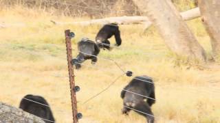 Chimpanzee battles at Chimp Eden [upl. by Daniyal687]