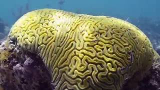 Providenciales Turks and Caicos Snorkelling [upl. by Trinia824]