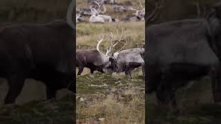 Hunting for MASSIVE reindeer in the Aleutian Islands hunting caribou reindeer alaska [upl. by Yukio91]