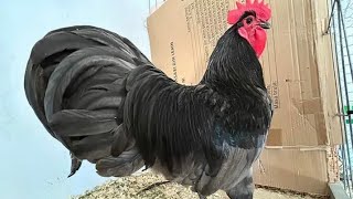 black Australorp chicken [upl. by Ahsinyar21]