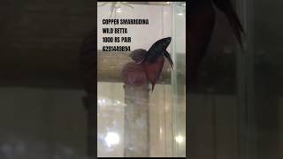 COPPER SMARAGDINA WILD BETTA 1000 RS PAIR WHATSAPP 6291449894 [upl. by Kameko711]