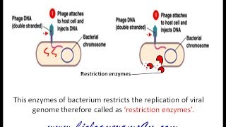 Restriction enzymes Definition Types and Cut Patterns [upl. by Ahsie]