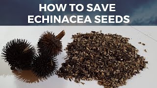 How to Save Echinacea seeds quick and easy way for how to save coneflower seeds [upl. by Naitsirhk]