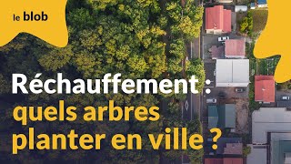 Une forêt urbaine expérimentale à Bordeaux pour guider les futures plantations darbres  Reportage [upl. by Aniakudo]