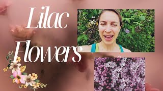 How to Grow a New Lilac Bush From a Branch Cutting Gardening Basics 🌸🌸 [upl. by Wiatt]